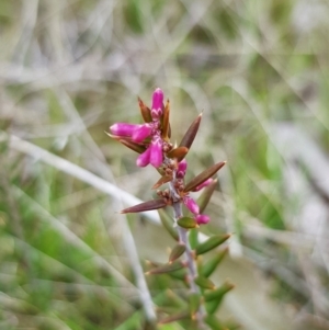 Lissanthe strigosa subsp. subulata at Throsby, ACT - 29 Sep 2022