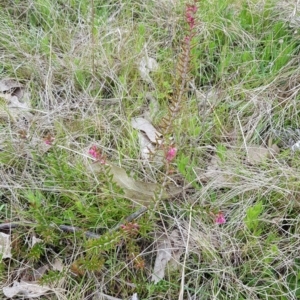 Lissanthe strigosa subsp. subulata at Throsby, ACT - 29 Sep 2022