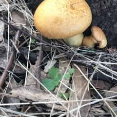 Gymnopilus junonius (Spectacular Rustgill) at Sth Tablelands Ecosystem Park - 8 Jun 2022 by galah681