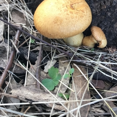 Gymnopilus junonius (Spectacular Rustgill) at Molonglo Valley, ACT - 9 Jun 2022 by galah681