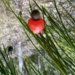 Exocarpos cupressiformis (Cherry Ballart) at O'Connor, ACT - 22 Sep 2022 by Wendyp5