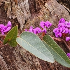 Hardenbergia violacea at Gundaroo, NSW - 29 Sep 2022