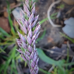 Holcus lanatus at Gundaroo, NSW - 29 Sep 2022