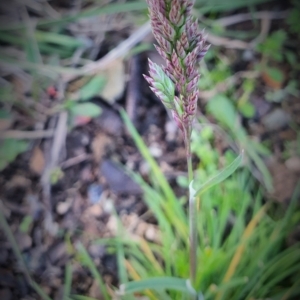 Holcus lanatus at Gundaroo, NSW - 29 Sep 2022