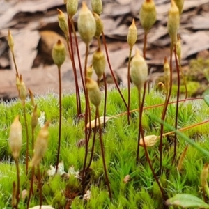 Polytrichum at Sutton, NSW - 29 Sep 2022 11:46 AM