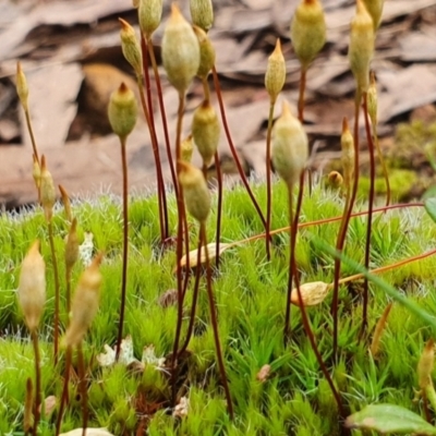 Polytrichum at Sutton, NSW - 29 Sep 2022 by Gunyijan