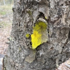 Chrysothrix xanthina (A lichen) at Mount Majura - 29 Sep 2022 by simonstratford