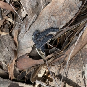 Perga sp. (genus) at Watson, ACT - 29 Sep 2022