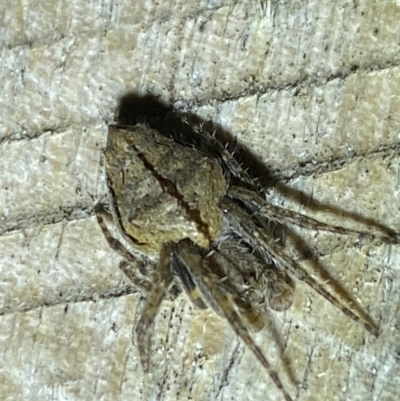 Hortophora transmarina (Garden Orb Weaver) at Jerrabomberra, NSW - 28 Sep 2022 by SteveBorkowskis