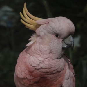 Cacatua galerita at Higgins, ACT - 29 Sep 2022