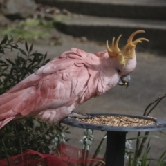 Cacatua galerita at Higgins, ACT - 29 Sep 2022 03:22 PM