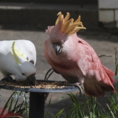 Cacatua galerita at Higgins, ACT - 29 Sep 2022