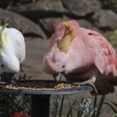 Cacatua galerita at Higgins, ACT - 29 Sep 2022 03:22 PM