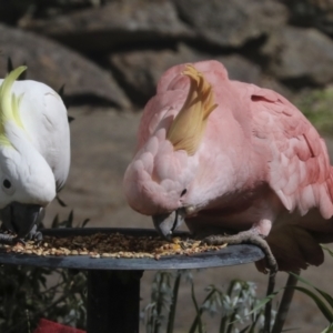 Cacatua galerita at Higgins, ACT - 29 Sep 2022