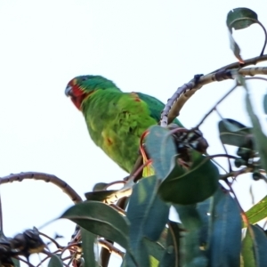 Lathamus discolor at Hughes, ACT - 29 Sep 2022