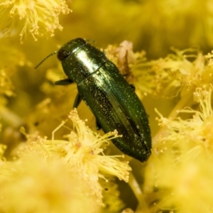 Melobasis obscurella at McKellar, ACT - 26 Sep 2022 10:48 AM