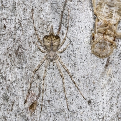 Tamopsis sp. (genus) (Two-tailed spider) at Evatt, ACT - 26 Sep 2022 by AlisonMilton