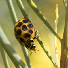 Harmonia conformis (Common Spotted Ladybird) at McKellar, ACT - 26 Sep 2022 by AlisonMilton