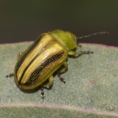 Calomela juncta (Leaf beetle) at McKellar, ACT - 26 Sep 2022 by AlisonMilton