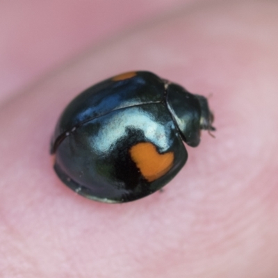 Orcus bilunulatus (Ladybird beetle) at Belconnen, ACT - 26 Sep 2022 by AlisonMilton