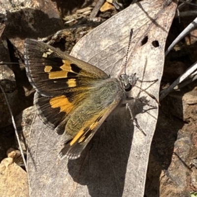 Trapezites phigalia (Heath Ochre) at Acton, ACT - 29 Sep 2022 by NedJohnston