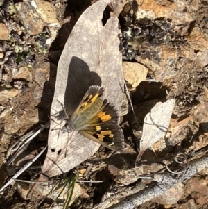 Trapezites phigalia at Acton, ACT - 29 Sep 2022 10:04 AM