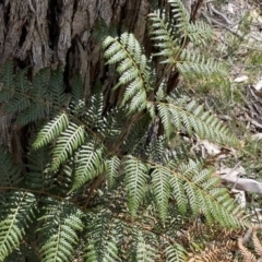 Pteridium esculentum (Bracken) at Krawarree, NSW - 26 Sep 2022 by NedJohnston