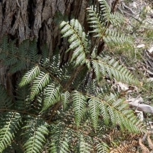 Pteridium esculentum at Krawarree, NSW - 26 Sep 2022 12:59 PM