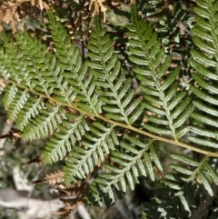 Pteridium esculentum at Krawarree, NSW - 26 Sep 2022 12:59 PM