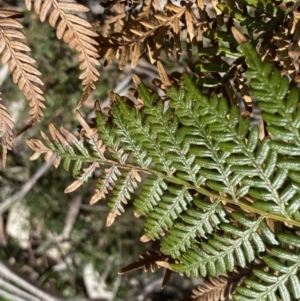 Pteridium esculentum at Krawarree, NSW - 26 Sep 2022 12:59 PM