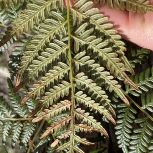 Pteridium esculentum at Krawarree, NSW - 26 Sep 2022 12:59 PM