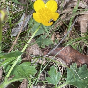 Ranunculus lappaceus at Krawarree, NSW - 26 Sep 2022