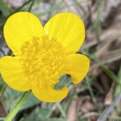 Ranunculus lappaceus at Krawarree, NSW - 26 Sep 2022