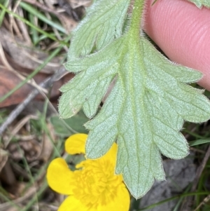 Ranunculus lappaceus at Krawarree, NSW - 26 Sep 2022