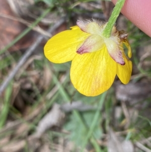 Ranunculus lappaceus at Krawarree, NSW - 26 Sep 2022 11:55 AM