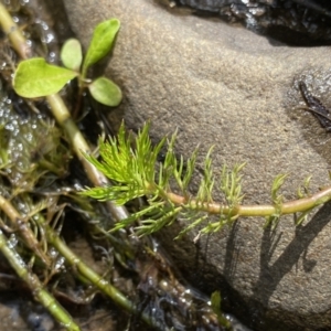 Myriophyllum sp. at Berlang, NSW - 26 Sep 2022 11:29 AM