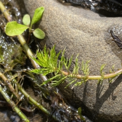 Myriophyllum sp. (Water-milfoil) at Berlang, NSW - 26 Sep 2022 by Ned_Johnston