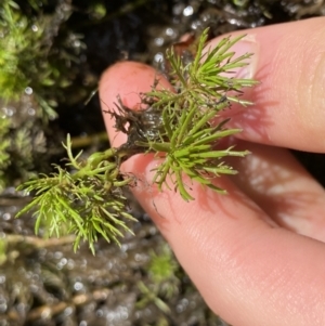 Myriophyllum sp. at Berlang, NSW - 26 Sep 2022