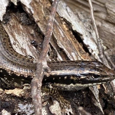 Eulamprus heatwolei (Yellow-bellied Water Skink) at Krawarree, NSW - 26 Sep 2022 by Ned_Johnston