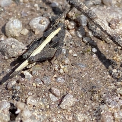 Paratettix australis (A pygmy grasshopper) at Deua National Park (CNM area) - 26 Sep 2022 by Ned_Johnston