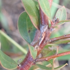 Hednota longipalpella at Murrumbateman, NSW - 29 Sep 2022 by SimoneC