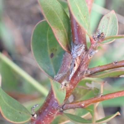 Hednota longipalpella at Murrumbateman, NSW - 29 Sep 2022 by SimoneC