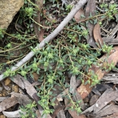 Poranthera microphylla (Small Poranthera) at Krawarree, NSW - 26 Sep 2022 by NedJohnston
