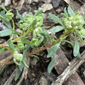 Poranthera microphylla at Krawarree, NSW - 26 Sep 2022