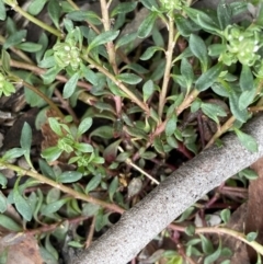 Poranthera microphylla at Krawarree, NSW - 26 Sep 2022