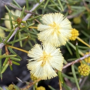 Acacia ulicifolia at Berlang, NSW - 26 Sep 2022 10:30 AM