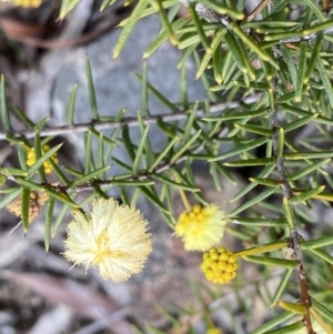 Acacia ulicifolia at Berlang, NSW - 26 Sep 2022 10:30 AM