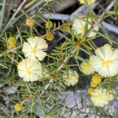 Acacia ulicifolia at Berlang, NSW - 26 Sep 2022