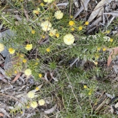 Acacia ulicifolia at Berlang, NSW - 26 Sep 2022 10:30 AM