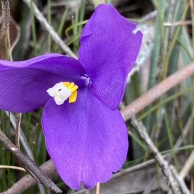 Patersonia sericea var. sericea (Silky Purple-flag) at Berlang, NSW - 26 Sep 2022 by NedJohnston